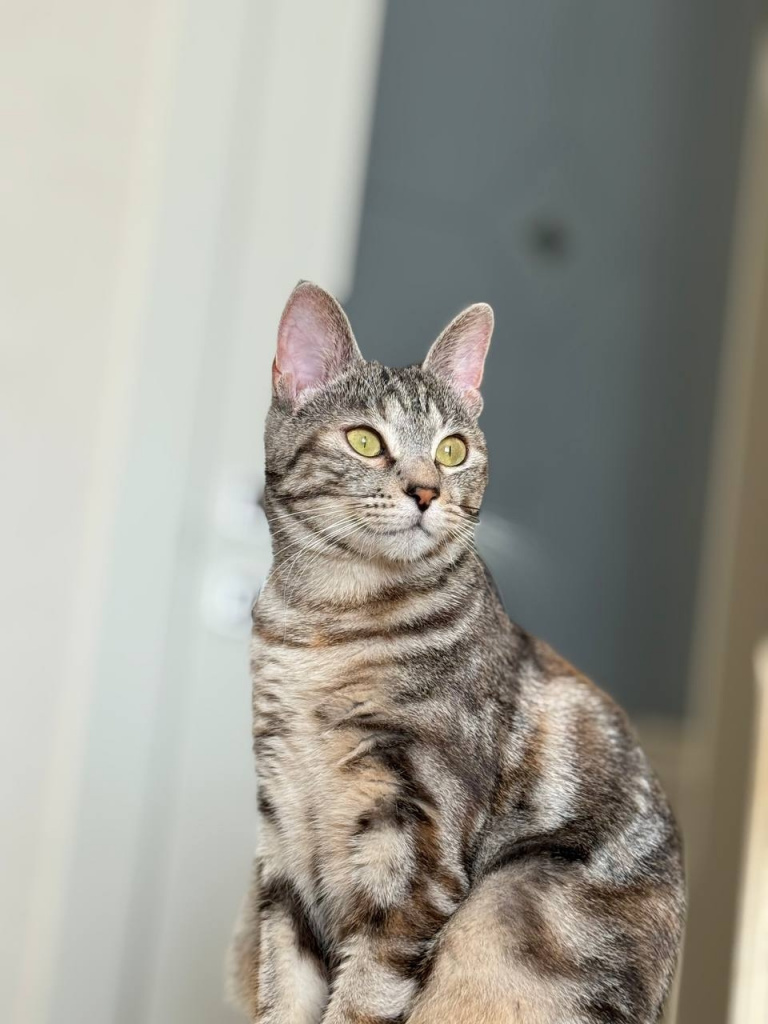 кошка рис 5.jpg кошка рис 5.jpg