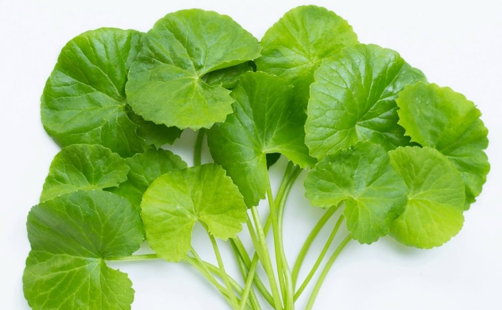 Мандукапарни - Центелла азиатская (Centella asiatica)